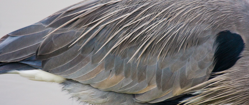Great Blue Heron Feather Detail